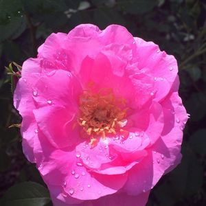 Meet your Posher, Marina